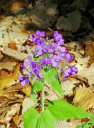 Wild Blue Phlox, Phlox divaricate Stock Photo