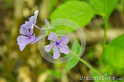 Wild Blue Phlox Wildflowers - Phlox divaricate - 2 Stock Photo