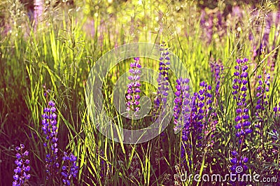 Wild blue-purple lupins field on a sunset. Tall grass meadow, shining sunbeams. Summertime aesthetics Stock Photo