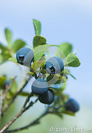 Wild blueberries Stock Photo