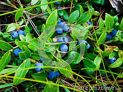 Wild blueberries in a Canadian forest Stock Photo