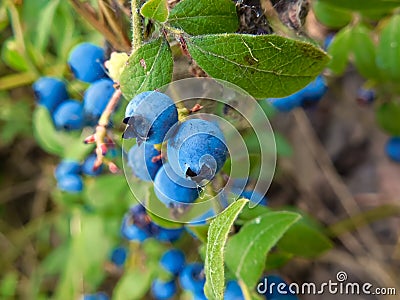 Wild blueberries covered with fine spider webs Stock Photo