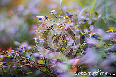 Wild blueberries in forest, summer harvest Stock Photo