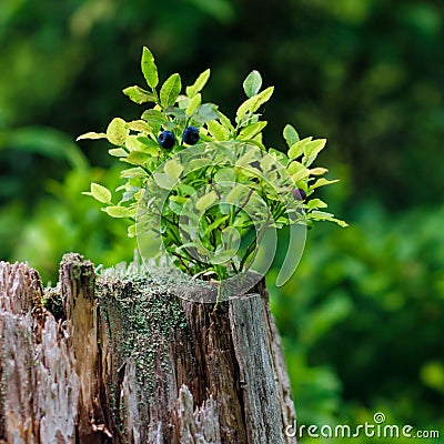 Wild blueberries, on green vegetative background Stock Photo