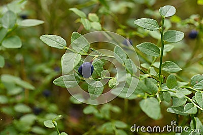 Wild blueberries Vaccinium myrtillus Stock Photo