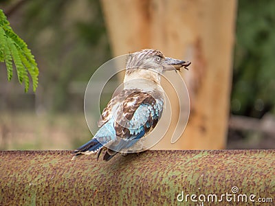 Wild bluewinged Kookaburra with frog Stock Photo