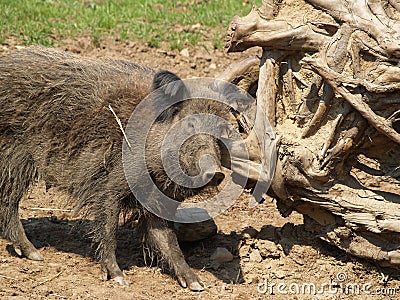 Wild boar Stock Photo