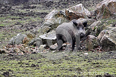 Wild boar Stock Photo