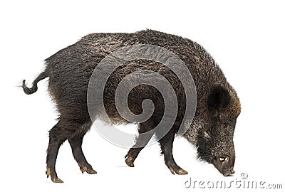 Wild boar, also wild pig, Sus scrofa Stock Photo