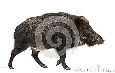 Wild boar, also wild pig, Sus scrofa Stock Photo