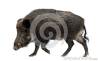 Wild boar, also wild pig, Sus scrofa Stock Photo