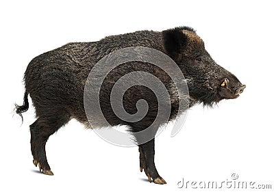 Wild boar, also wild pig, Sus scrofa Stock Photo