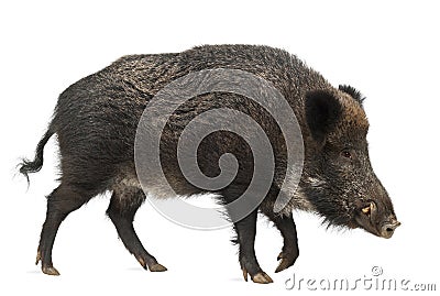 Wild boar, also wild pig, Sus scrofa Stock Photo