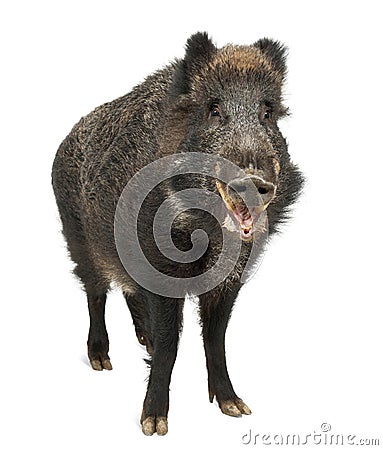 Wild boar, also wild pig, Sus scrofa Stock Photo