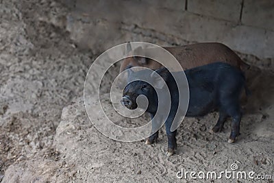 Wild boar. close-up piggy. portrait of a cute pig. Piglet is smiling. Pig indoor on a farm yard in Thailand. swine in the stall. Stock Photo