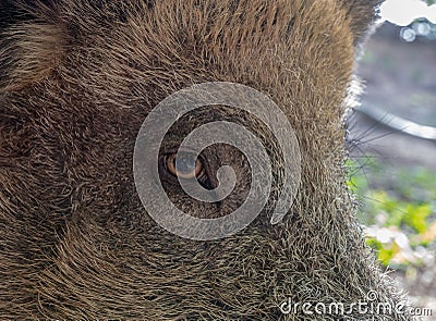 Wild boar closeup facial portrait Stock Photo