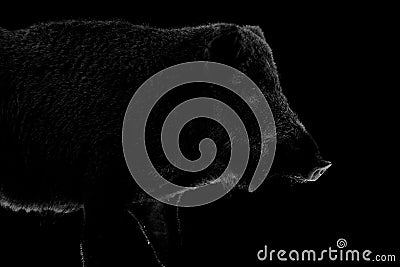 Wild boar contour on black background Stock Photo