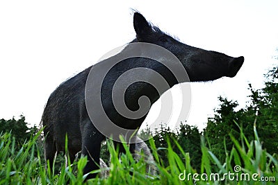 Wild boar contour in forest background, wide angle view of the wild boar Stock Photo