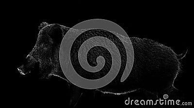 Wild boar contour isolated on black background Stock Photo