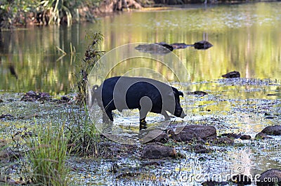 Wild Boar Crossing The River Stock Photo