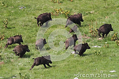 Wild boar drove runing Stock Photo