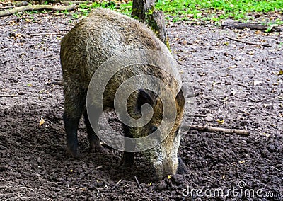 Wild boar grubbing the earth, instinctual pig behavior, common animal specie from Eurasia Stock Photo