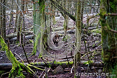 Wild boar hidden in the woods, late winter season Stock Photo