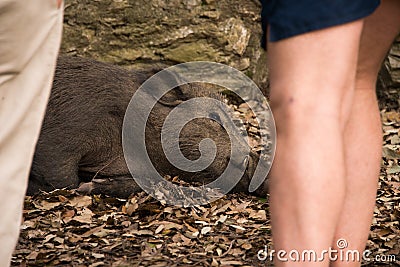 Wild boar lying on the ground. Stock Photo