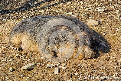 Wild boar in the mud Stock Photo