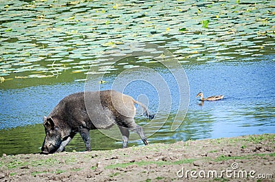 Wild boar near the water pond Stock Photo