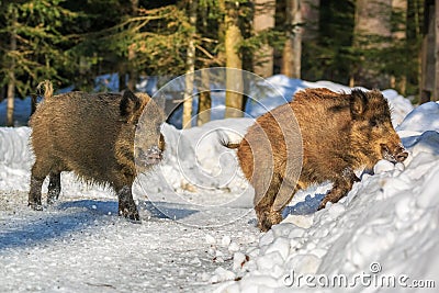 Wild boar piglets rinning in the snow in winter, Stock Photo