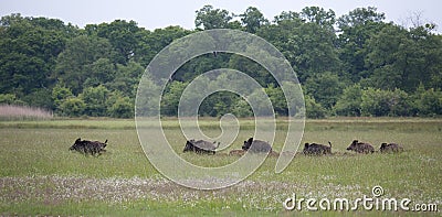 Wild boar with pilets running on meadow Stock Photo