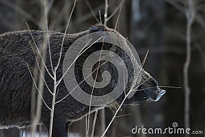 Wild boar portrait in the forest Stock Photo