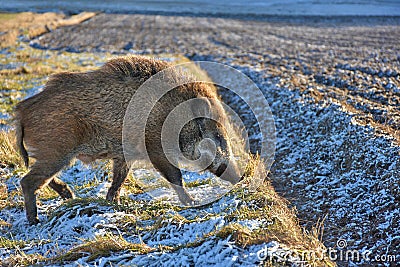Wild boar prowling over a frosty field in winter Stock Photo