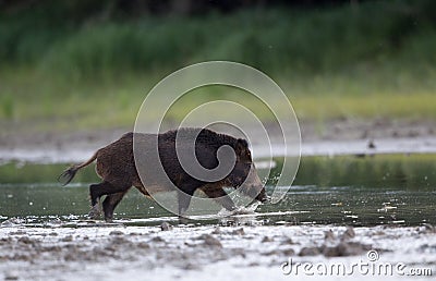 Wild boar in shallow water in forest Stock Photo