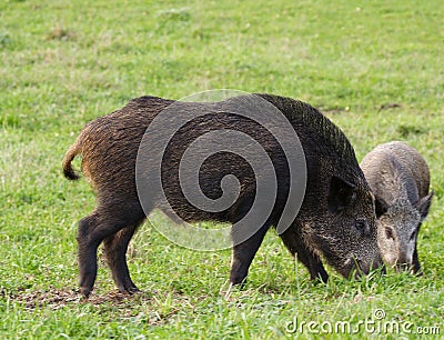 Wild Boar ( Sus scrofa ) Stock Photo