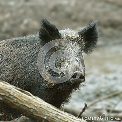 Wild Boar ( Sus scrofa ) Stock Photo