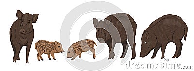 Wild boar Sus scrofa set. Males, females and piglets of a common wild pig Vector Illustration