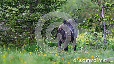 Wild boar standing in forest in summertime nature. Stock Photo