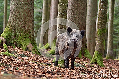 The wild boar Sus scrofa - wild swine - Eurasian wild pig - wild pig Stock Photo