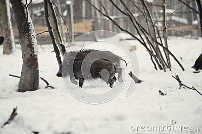 wild boar in the winter frosty forest with snow Stock Photo