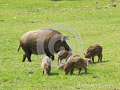 Wild boars Stock Photo
