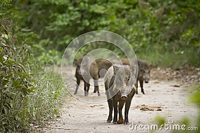 Wild boars in Bardia nationak park, Nepal Stock Photo
