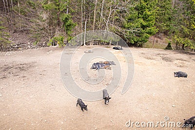 Wild boars graze in the forest. A family of wild boars in the wild. Stock Photo