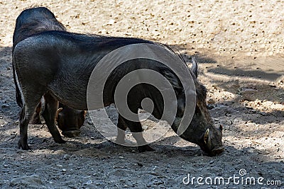 Wild boars looking for food in the ground Stock Photo