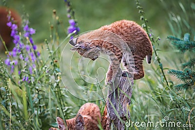 Wild Bobcat Kittens Stock Photo