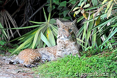 Wild Bobcat (Lynx rufus) Stock Photo