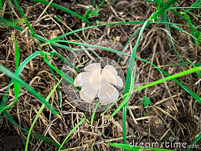 Wild Bolbitiaceae mushroom in the forest Stock Photo