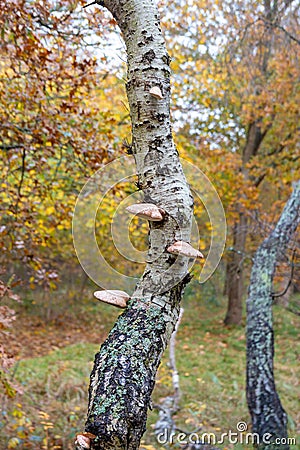 Bracket fungus growing on a tree in the forest Stock Photo