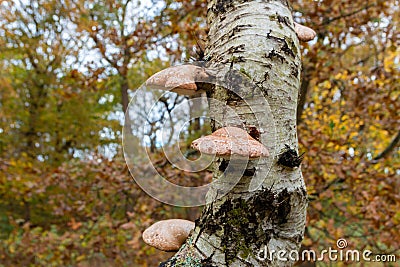 Bracket fungus growing on a tree in the forest Stock Photo